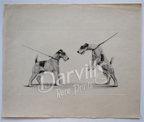 Vintage And Antique Prints Of Dogs From Miscellaneous Sources