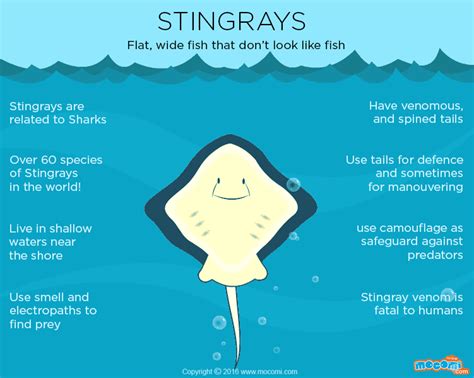 Stingray Facts And Information Ographic For Kids Mocomi