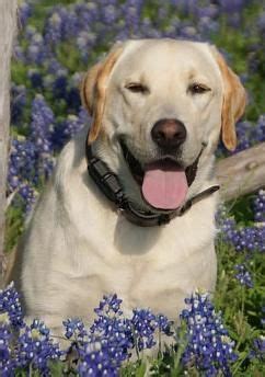 Labradors may be black, grey or yellow in colour. Lab Retriever for Adoption Portland, Oregon | Dog adoption, Dogs, Rehoming