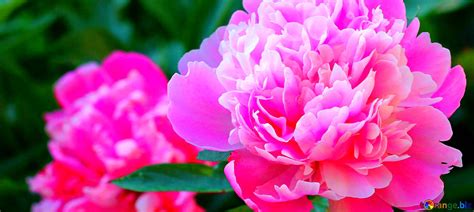 Download Free Picture Cover Flowers Of Peonies On Cc By License