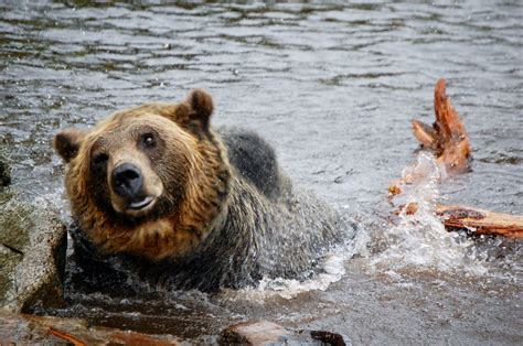 Grisly Bear Bear Brown Bear Animals