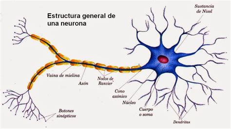 Las 9 Partes De Una Neurona Y Sus Funciones