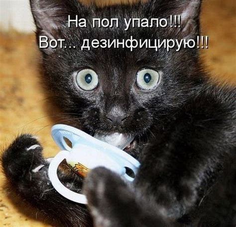 Смешные картинки про котят. (11 фото) • Прикольные картинки и юмор
