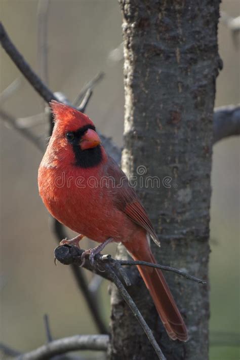 Adult Male Northern Cardinal Cardinalis Cardinalis Stock Photo Image
