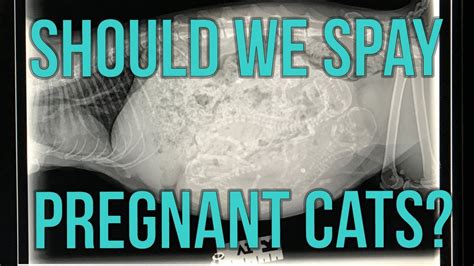 Should We Spay Pregnant Cats Competsport