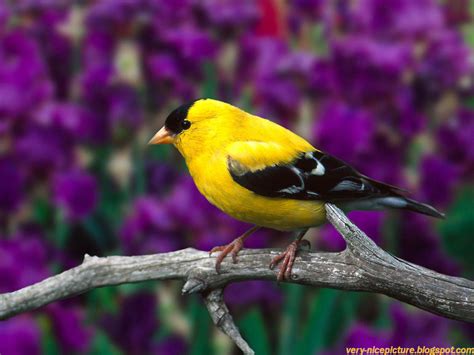 All of the nice wallpapers bellow have a minimum hd resolution (or 1920x1080 for the tech guys) and are easily downloadable by clicking the image and saving it. Nice Wallpapers | birds wallpapers | Natural Wallpapers ...