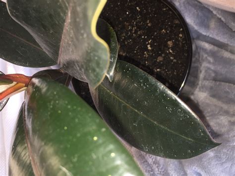 Black Spots On Ficus Leaves