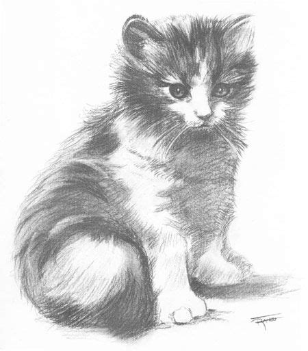 Gato 3 Cats Art Pencil Animal Drawings Cat Art