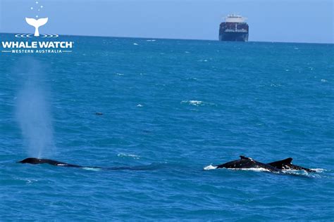 Hillarys Boat Harbour Whale Watching Whale Watch Western Australia©️3