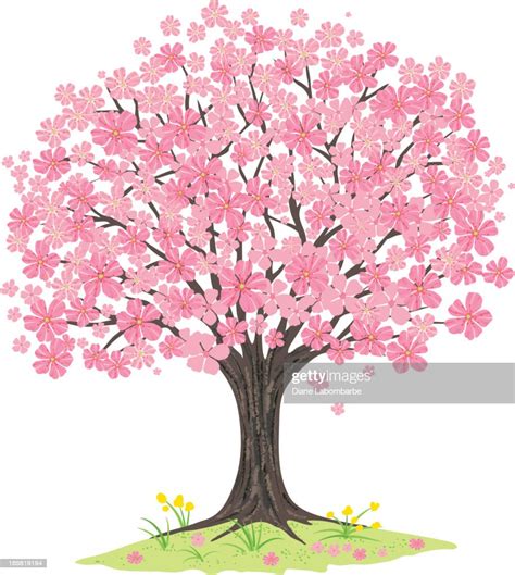 Cherry Blossoms Tree High Res Vector Graphic Getty Images