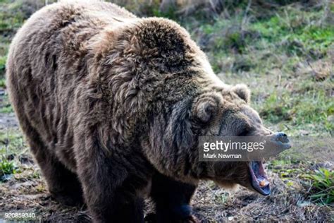 Scary Bear Photos And Premium High Res Pictures Getty Images