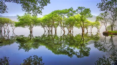 Тrees In Water Lake And Reflection Cheongwon Gun South Korea Ultra Hd