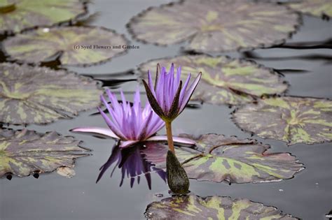 Flower And Garden How To Grow Water Lilies Or Aquatic Plants