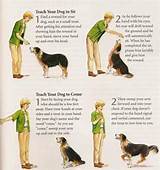 Pictures of Training Your Dog
