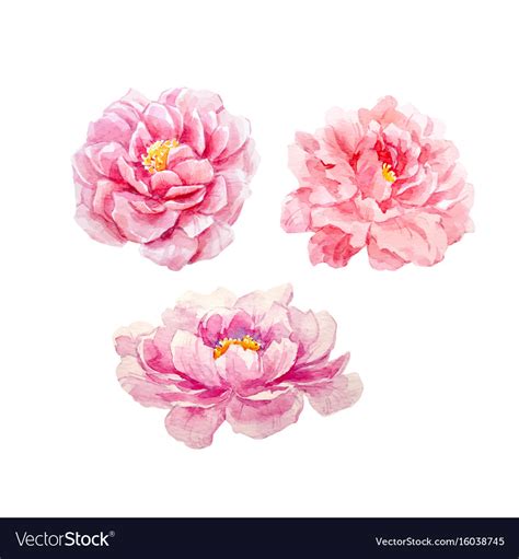 Watercolor Peony Set Royalty Free Vector Image