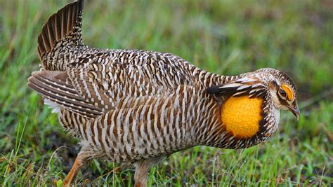 A Brighter Future For Attwaters Prairie Chickens