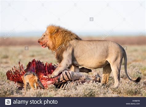 Cashier, sales associate, grocery stocker, grocery associate, deli/bakery associate, meat cutter, order picker, quality assurance associate. Etosha National Park, Namibia. Large male lion guarding ...