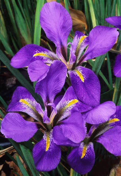 Plant Of The Week Algerian Iris Gardens The Guardian