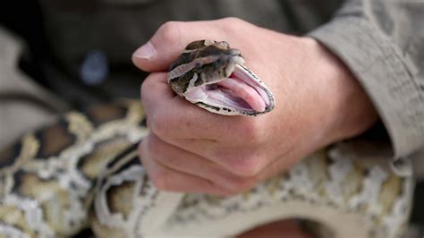 Florida Teen Captures 28 Burmese Pythons Gets Top Prize Abc7 San