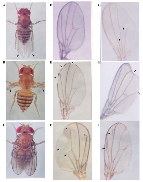 Figure 1 From Teaching And Learning Genetics With Drosophila 2 Mutant
