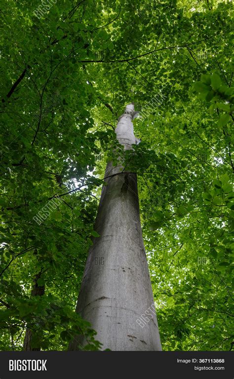 Trunk Beech Tree Park Image And Photo Free Trial Bigstock