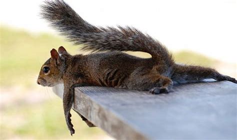 Tens of millions of stock images & illustrations. Cool Animals Pictures: Most Weird And Cool Animals & Birds ...