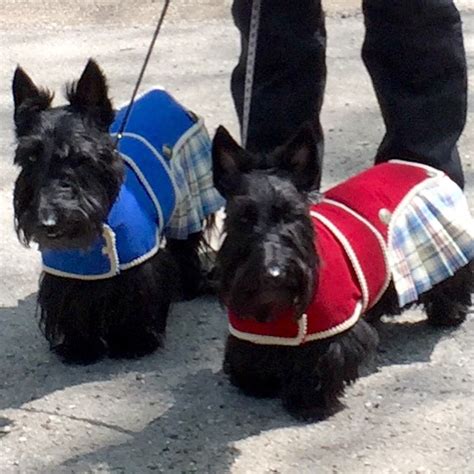 Door County Scottie Rally The Adventures Of Indy And Lucy