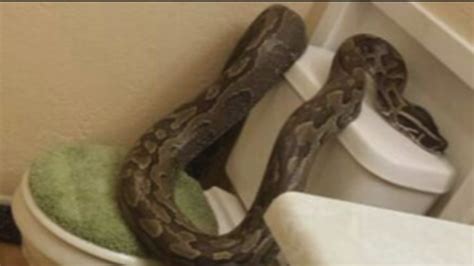 College Station Woman Recounts Finding 12 Foot Python In Bathtub