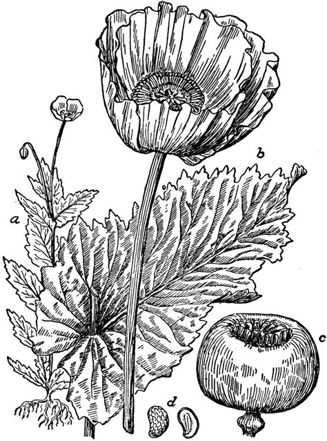 Opium Poppy Clipart Etc