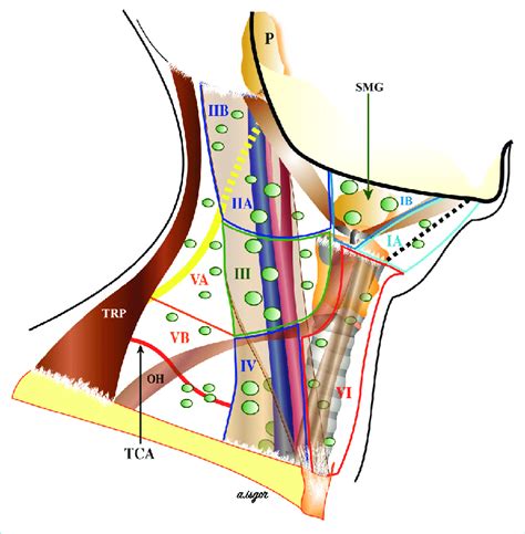 Distribution Of The Cervical Lymph Nodes Ia Ib Iia Iib Iii Iv
