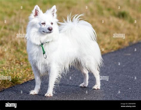 Small Spitz Dog Hi Res Stock Photography And Images Alamy
