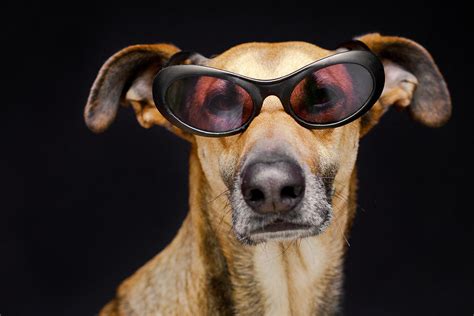 Dog Wearing Sunglasses Photograph By Elke Vogelsang