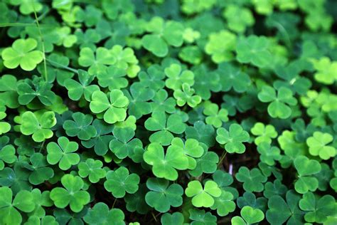 Woodsorrel The Four Leaf Clover That Blossoms With Luck Cgtn