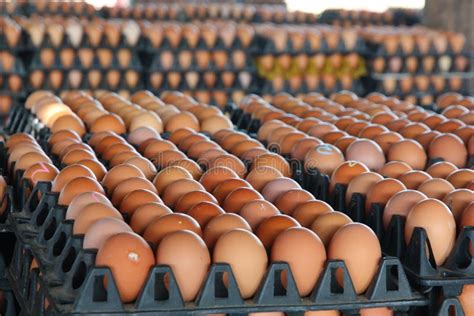 Fresh Eggs From Farm Stock Image Image Of Shell Fresh 51975979