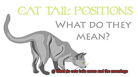 What Do Cats Tails Mean And The Meanings