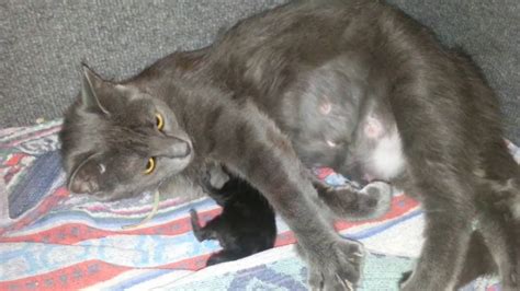 Gestation length ranges from 279 to 287 days. How Long Does It Take For A Cat To Give Birth - petfinder