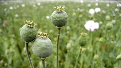 Afghanistan Producing 84 Of Worlds Opium Iran Pakistan Defence