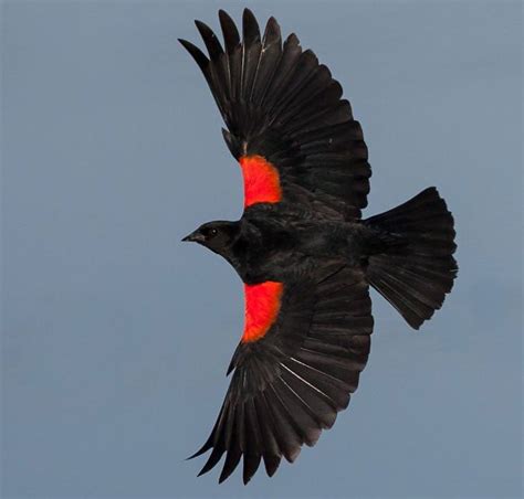 Red Winged Blackbird Ben Knoot Red Wing Blackbird Black Bird Red