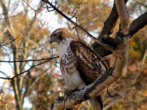 Everything You Wanted To Know About The Red Tailed Hawk Pethelpful
