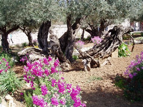 Ancient Olive Tree In The Garden Of Gethsemane Jerusalem Lovers Of