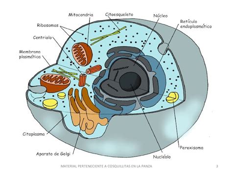Onde Fica O Material Genetico Da Celula Eucarionte Relação Materiais