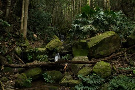 Minnamurra Rainforest Waterfall Walk Pioneerwalks