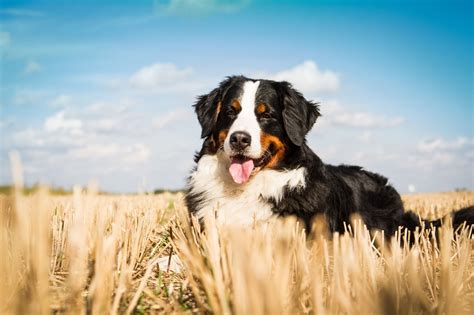 Bernese Mountain Dog Care Guide The Ultimate Forever Puppy Perfect