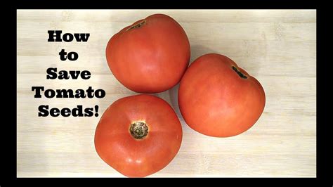 How To Save Tomato Seeds Easiest And Quickest Method Youtube