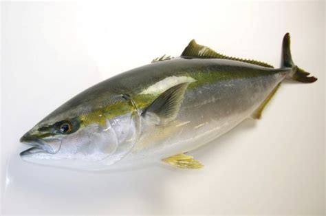 The Yellowtail Amberjack Kingfish 1 2kg Seafood Market Blue Fjord