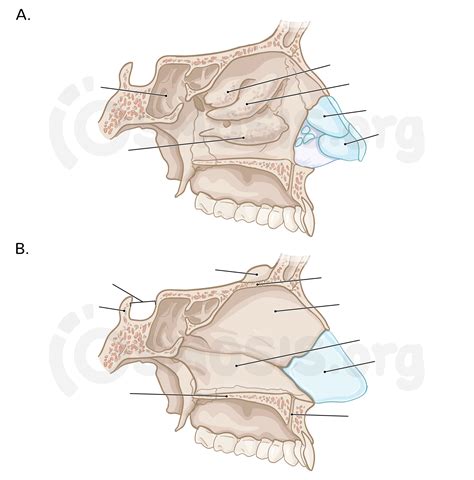 Anatomy Of The Nose And Paranasal Sinuses Osmosis