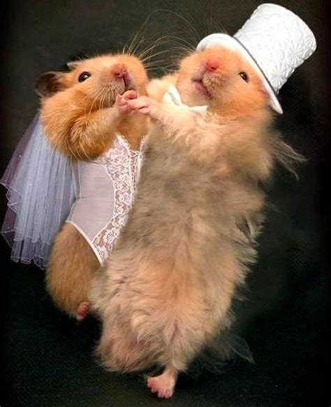 12 Best Hamster Dance Images On Pinterest Hamsters Brain Breaks And