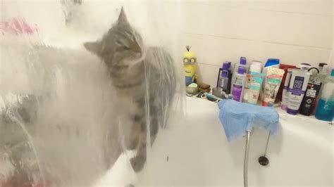 Cute Cat Video Cat Lick Shower Curtain Youtube