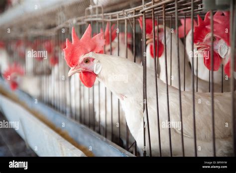 White Leghorn Egg Laying Chickens In Cages In Their Hen House Stock