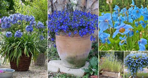 91 Best Blue Flowers For The Garden Plantandloving